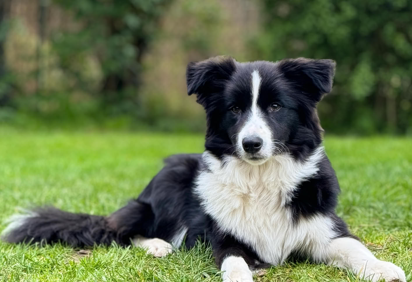 Ein schwarz-weißer Hund liegt auf einer Wiese, im Hintergrund sind Bäume und Büsche zu sehen.
