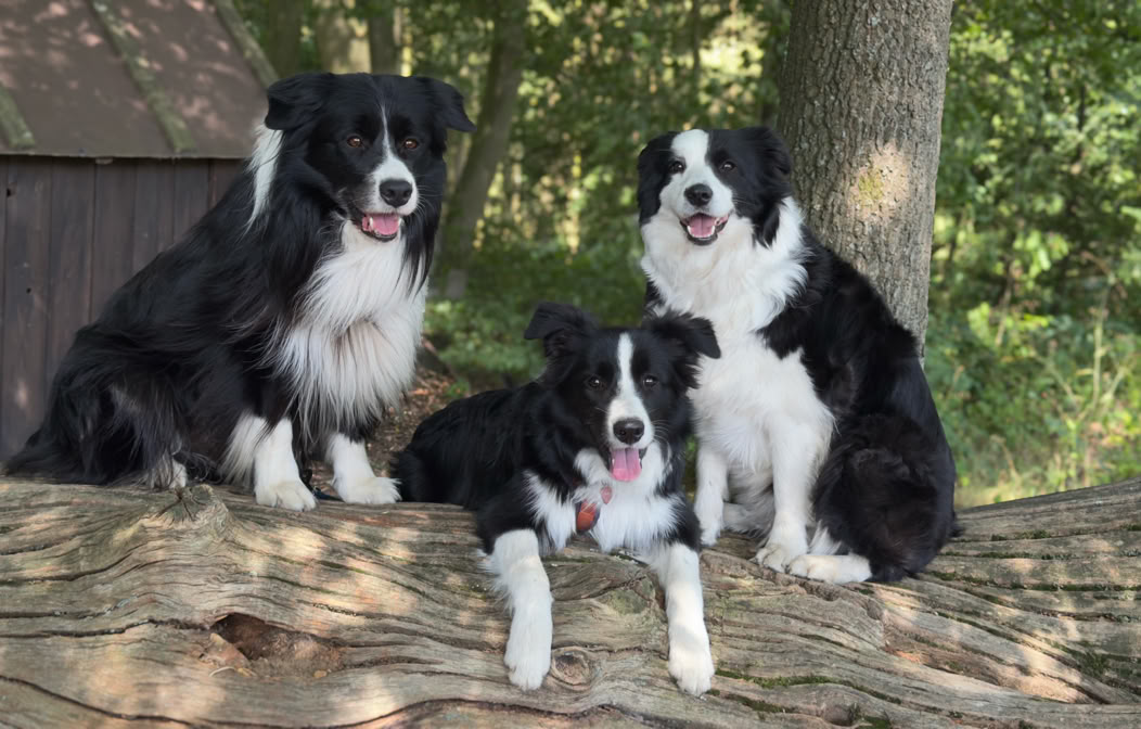 Drei schwarz-weiße Hunde sitzen auf einem großen Baumstamm im Freien, umgeben von Bäumen und Grün.