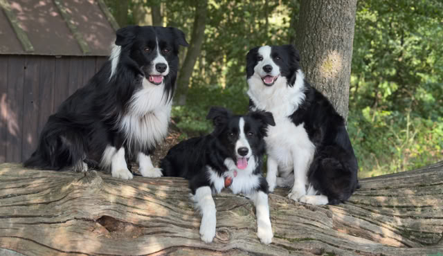 Drei schwarz-weiße Hunde sitzen auf einem großen Baumstamm im Freien, umgeben von Bäumen und Grün.