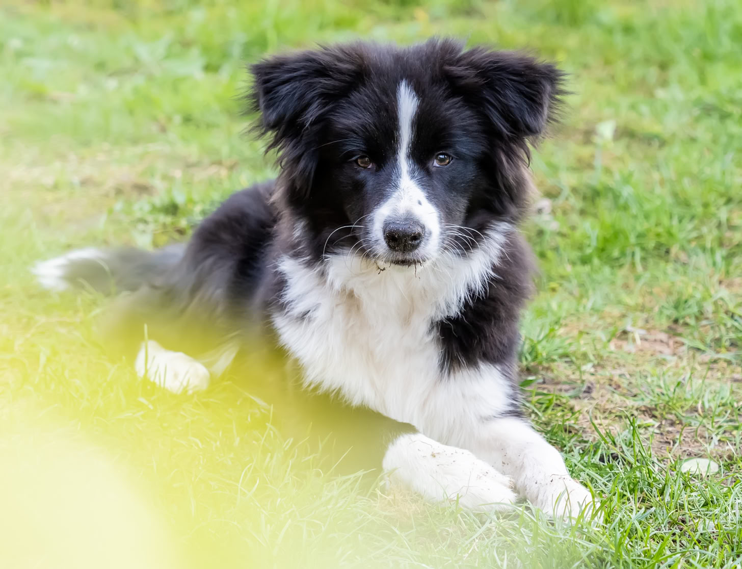Ein schwarz-weißer Hund liegt auf einer Wiese.