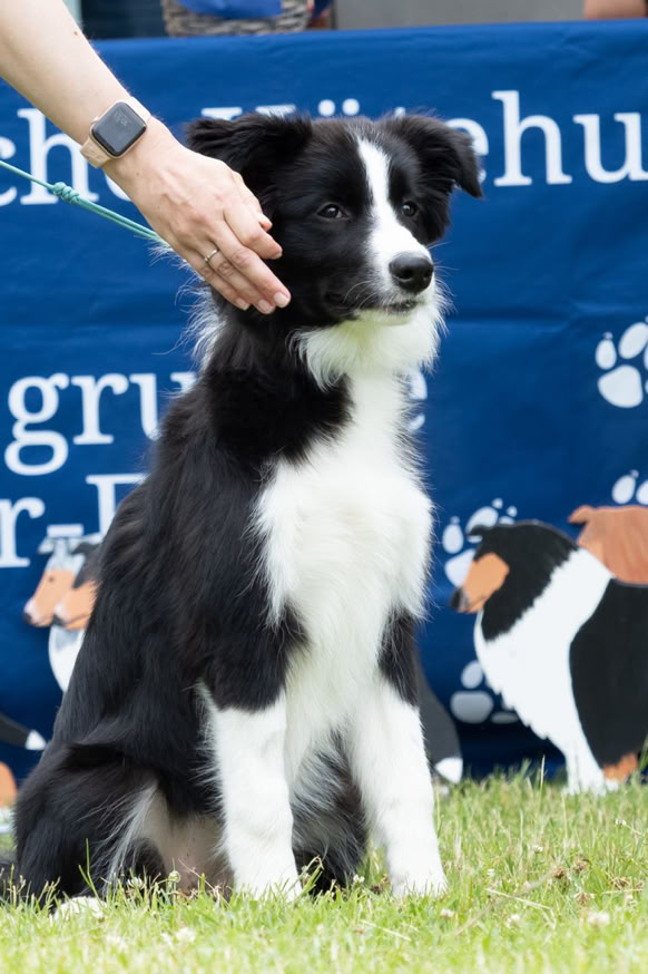 Schwarz-weißer Hund sitzt auf Gras, während eine Hand seinen Kopf streichelt; im Hintergrund ein blaues Banner mit Hundemotiven.