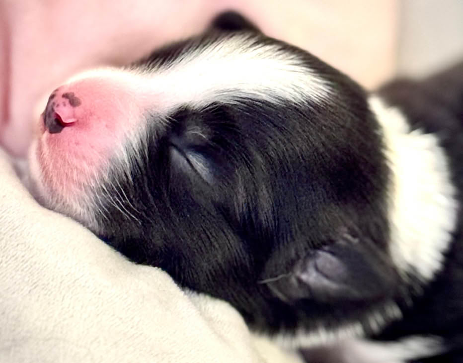 Schwarz-weißer Welpe mit rosa Nase schläft auf einem Kissen.