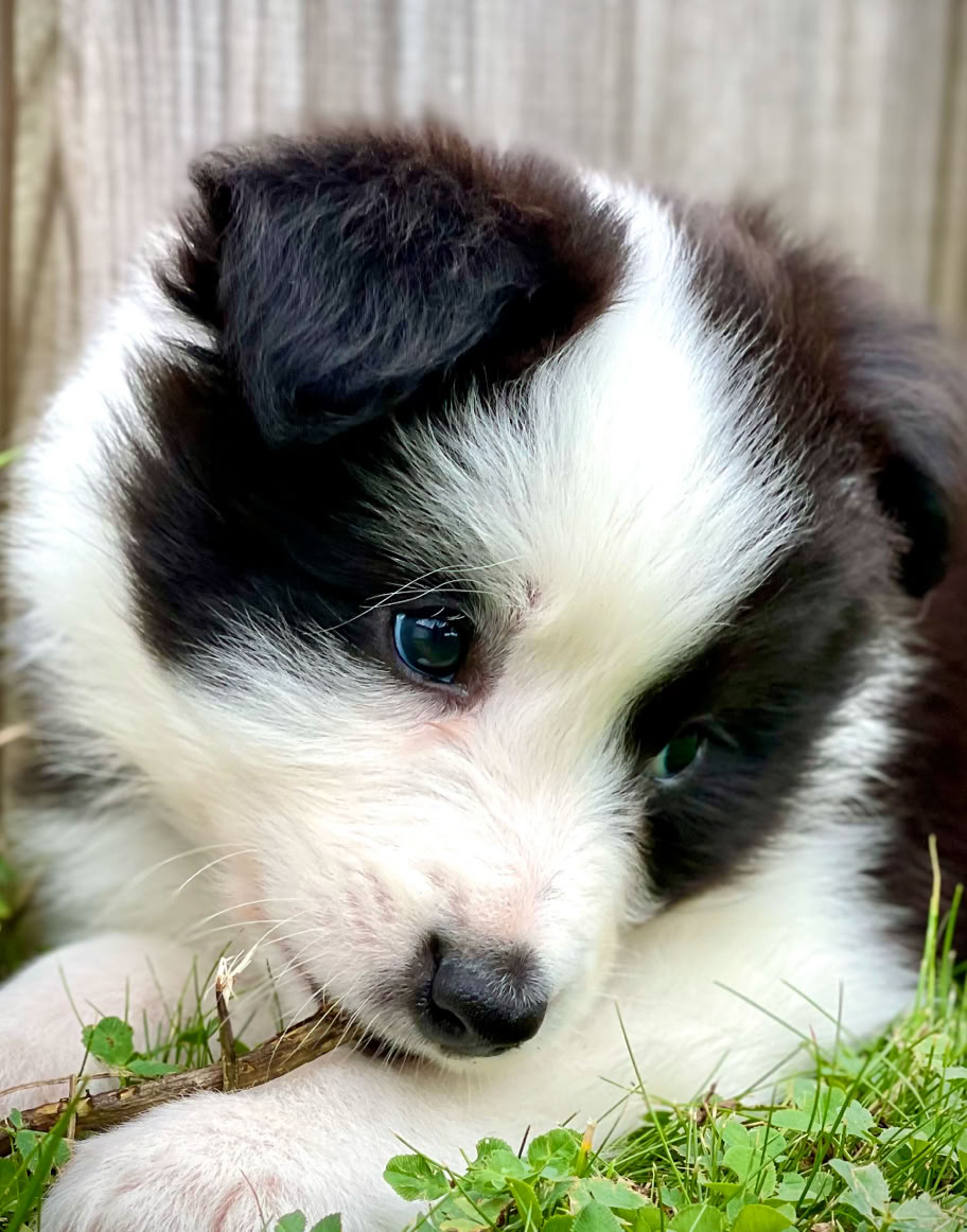 Schwarz-weißer Welpe, der auf einem grünen Grasboden neben einem Holzzaun liegt und an einem Stock knabbert.