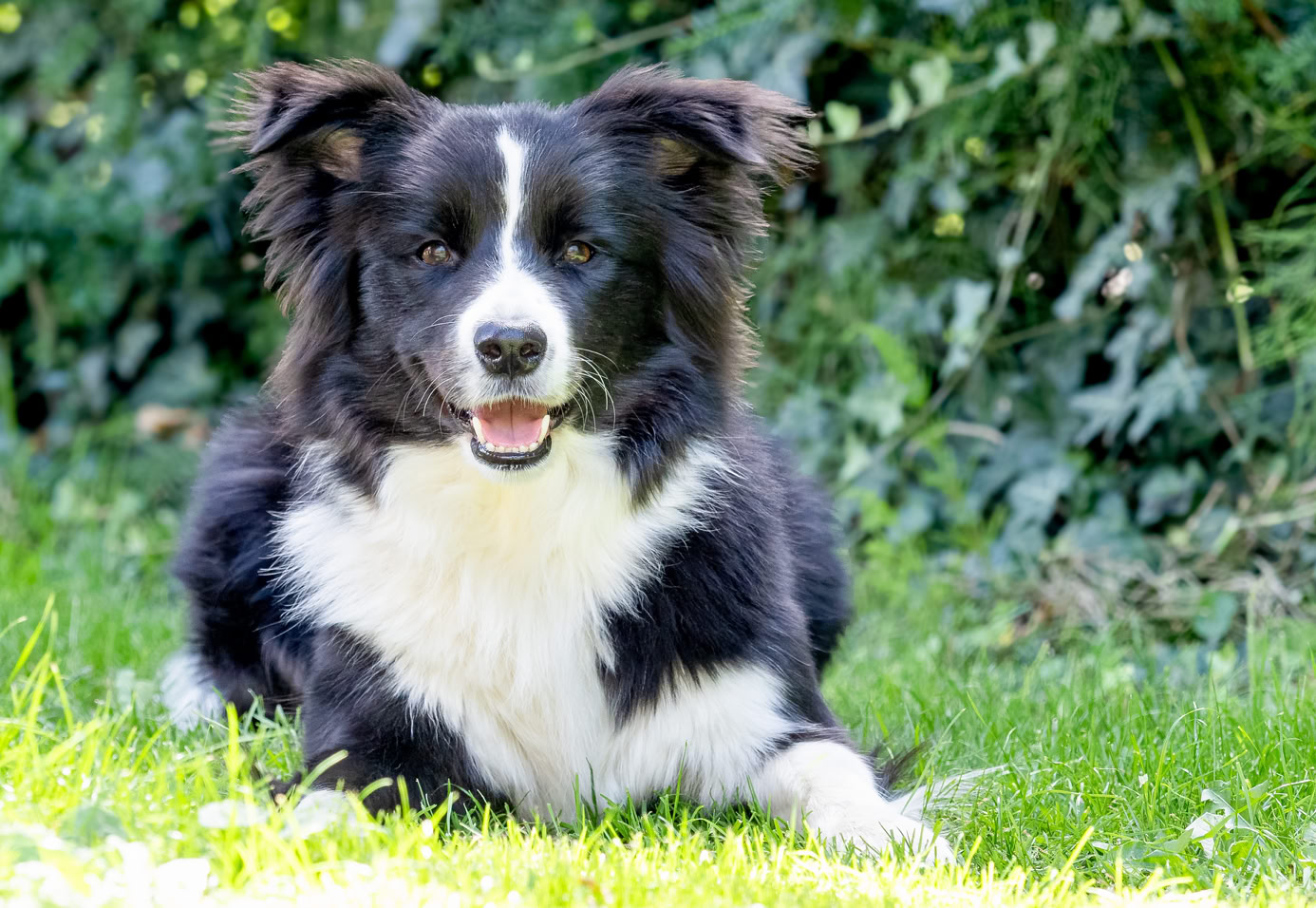 Ein schwarz-weißer Hund liegt auf grünem Gras vor einem Hintergrund aus Pflanzen.