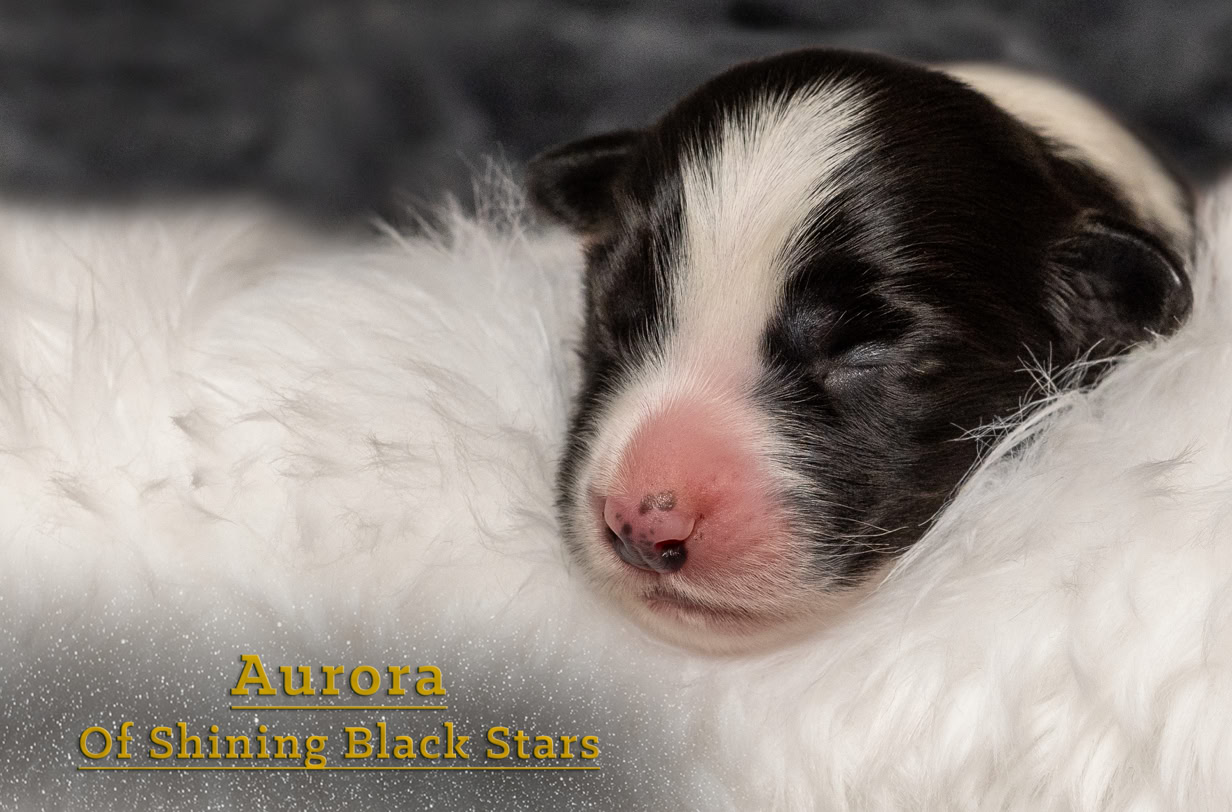 Schlafender Welpe mit schwarz-weißem Fell auf weißem, flauschigem Untergrund. Text "Aurora of Shining Black Star" in gelber Schrift unten links.