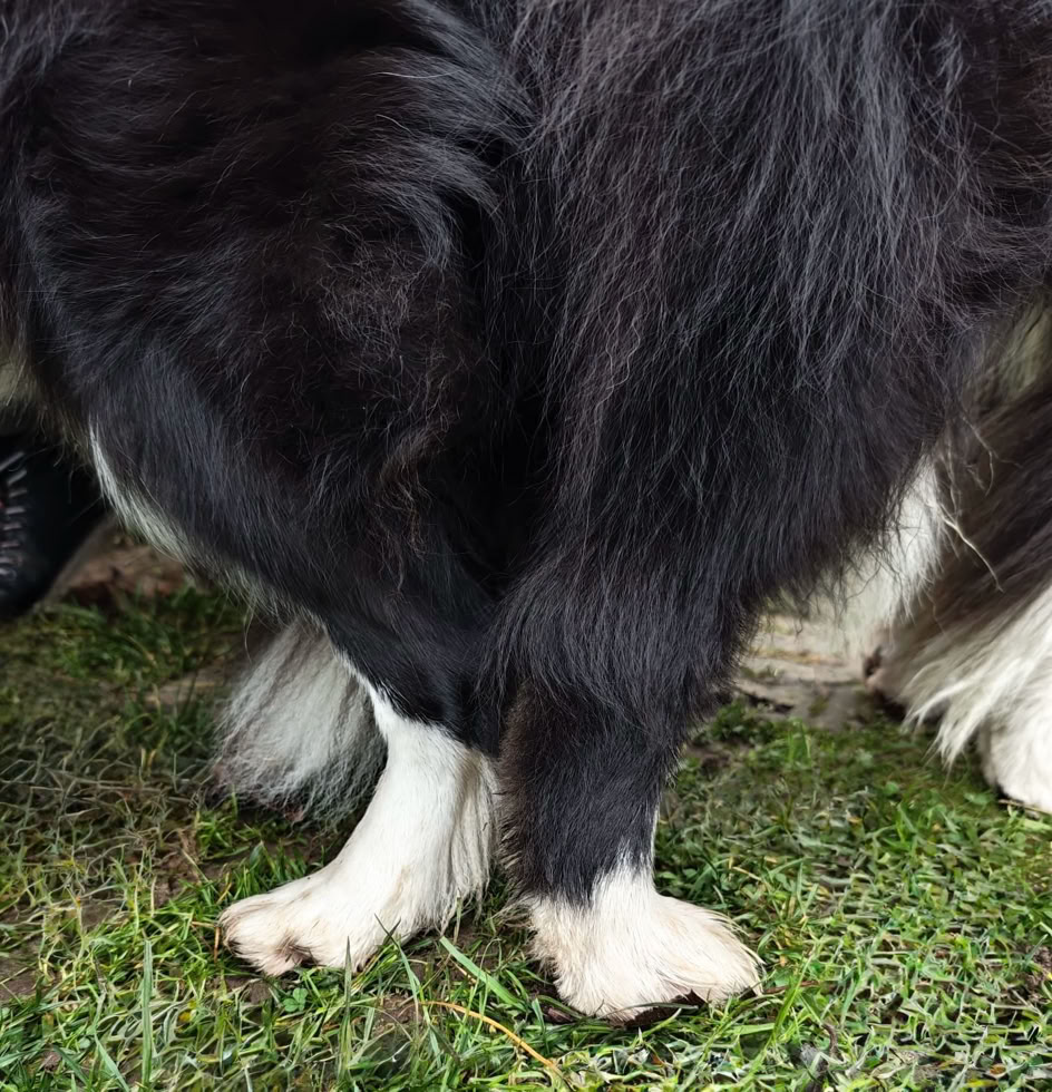Ein schwarz-weißer Hund steht auf Gras.