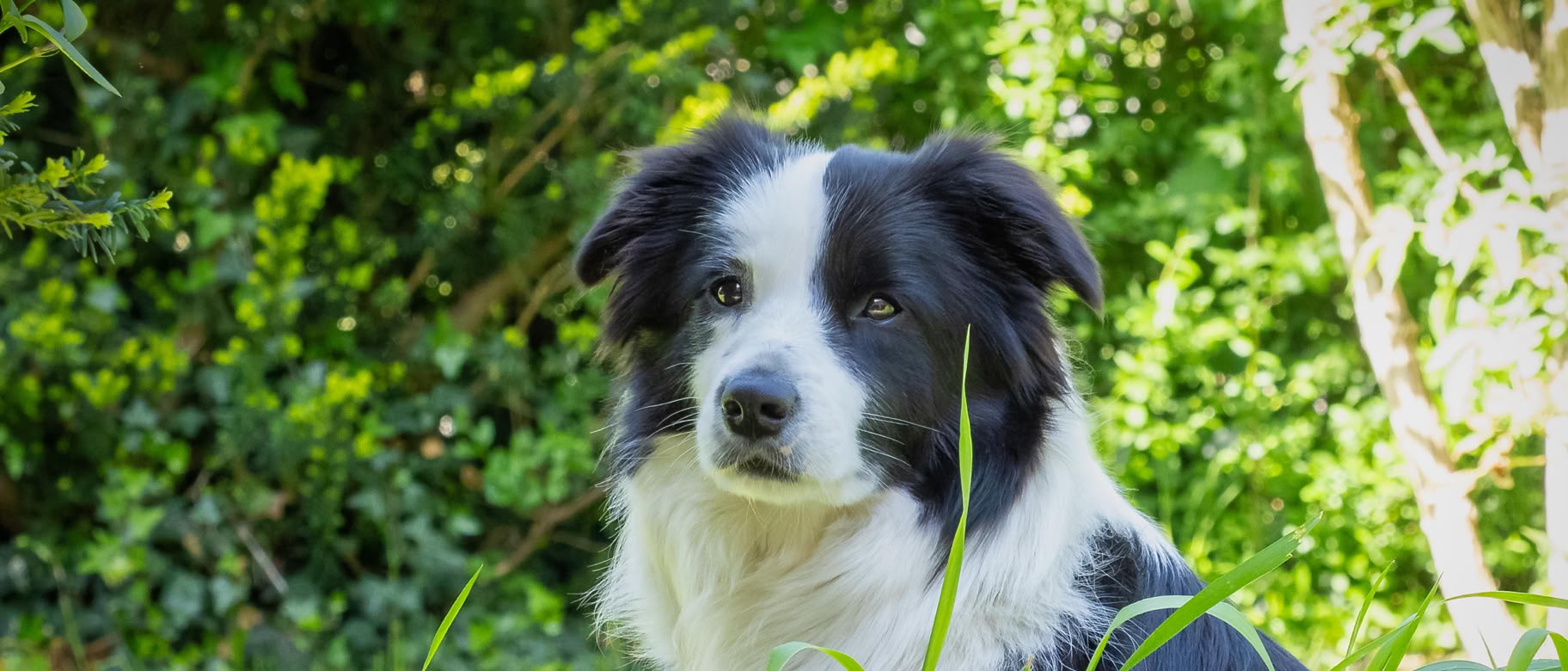 Schwarz-weißer Hund sitzt im Gras vor einem Hintergrund aus grünen Büschen.