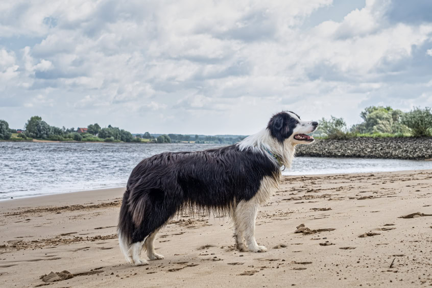 Boder Collie am Strand Elbe bei Stove