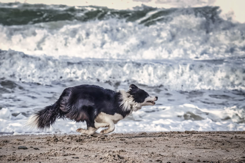 Boder Collies Showlinie läuft am Strand von Vorupör