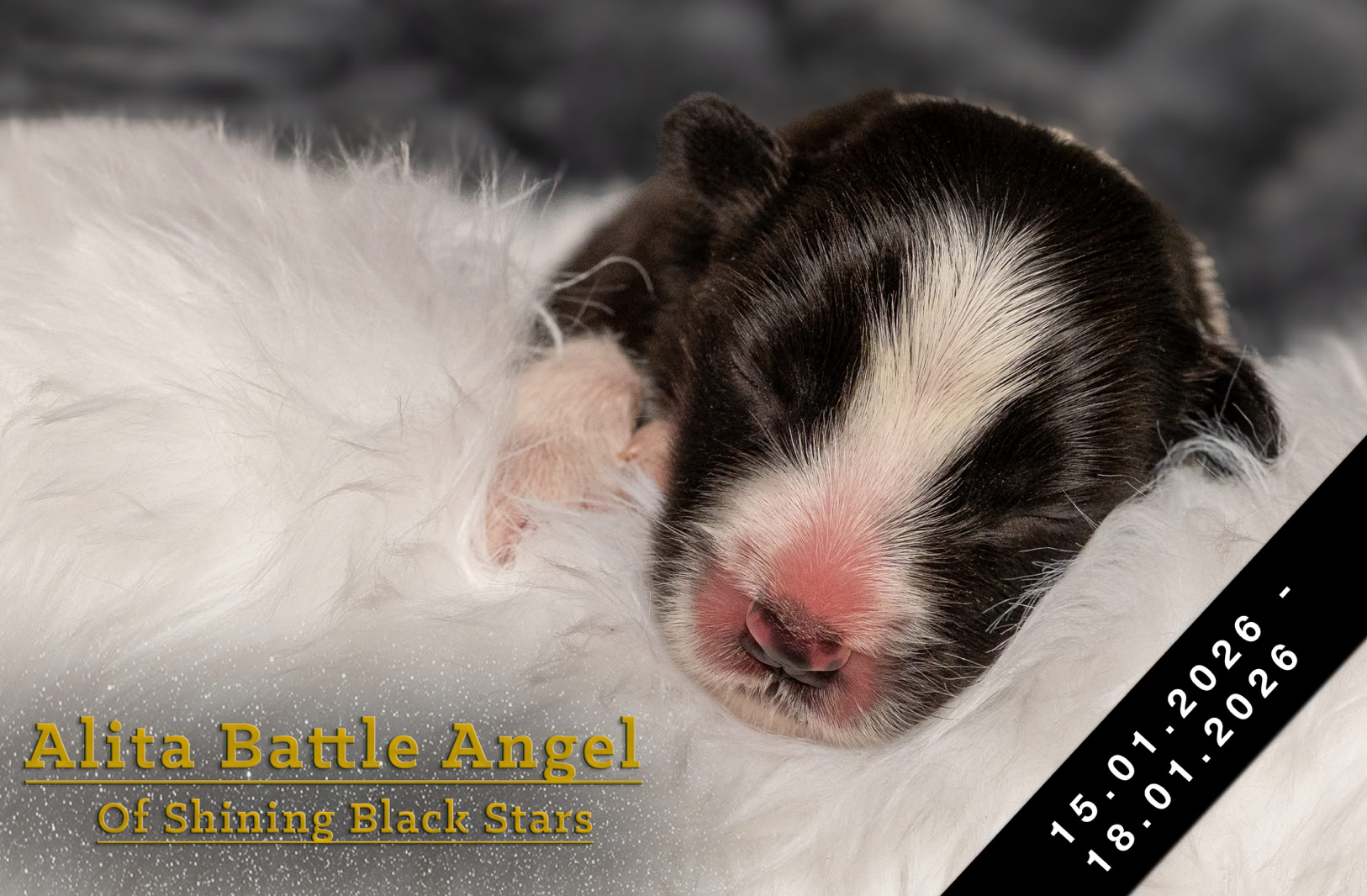 Schlafender Welpe mit schwarz-weißem Fell auf weißem, flauschigem Untergrund. Text "Aurora of Shining Black Star" in gelber Schrift unten links.