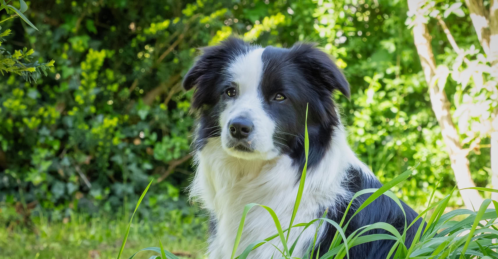 Schwarz-weißer Hund sitzt im Gras vor einem Hintergrund aus grünen Büschen.