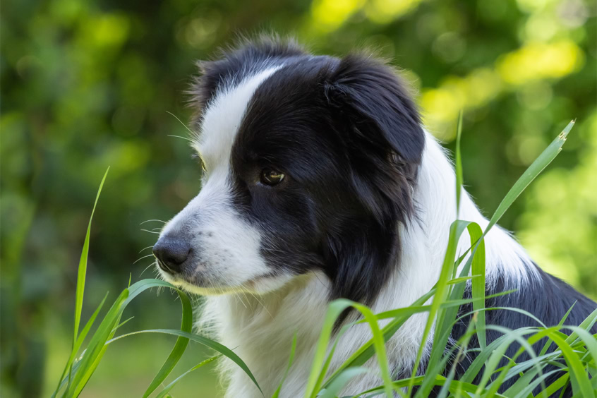 Boder Collies Showlinei