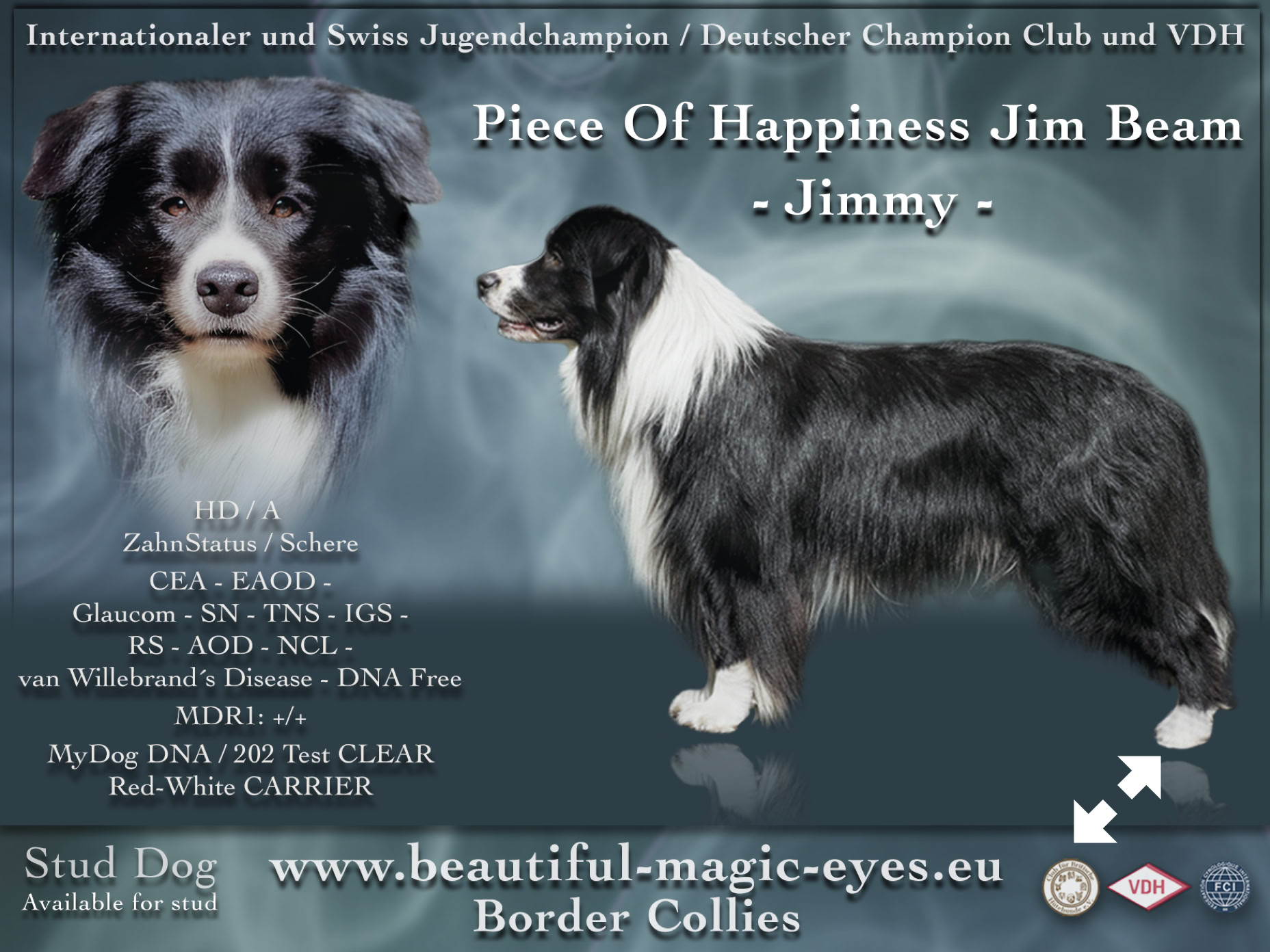 Collage von einem schwarz-weißen Hund in verschiedenen Posen, mit Text und Informationen im Hintergrund.