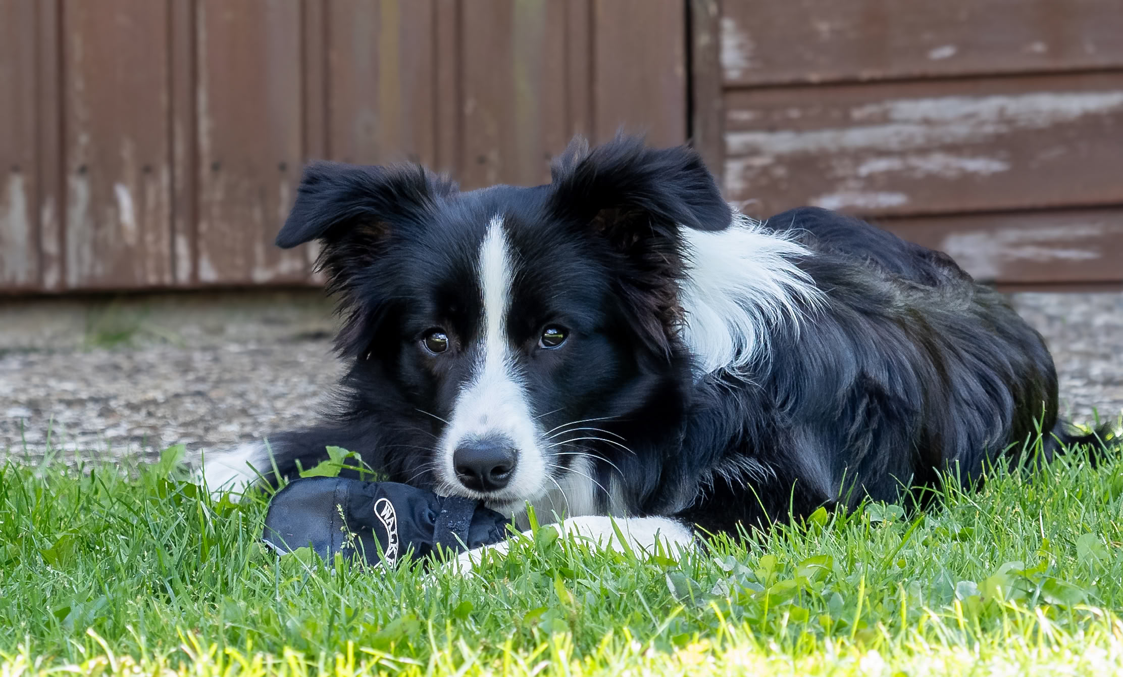 Schwarz-weißer Hund liegt auf Gras vor einem Holzzaun.