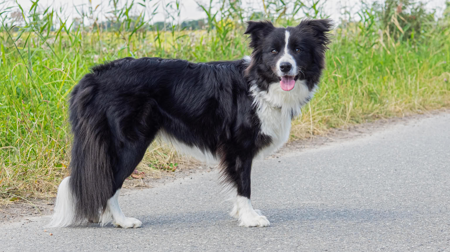 Ein schwarz-weißer Hund steht auf einem Weg neben einer grünen Wiese.