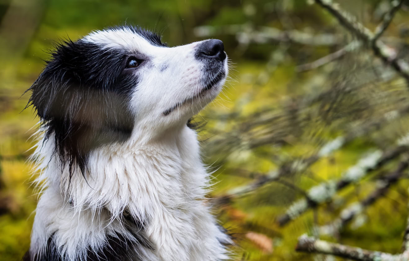 Ein schwarz-weißer Hund schaut nach oben, umgeben von grünem Moos und Ästen im Hintergrund.