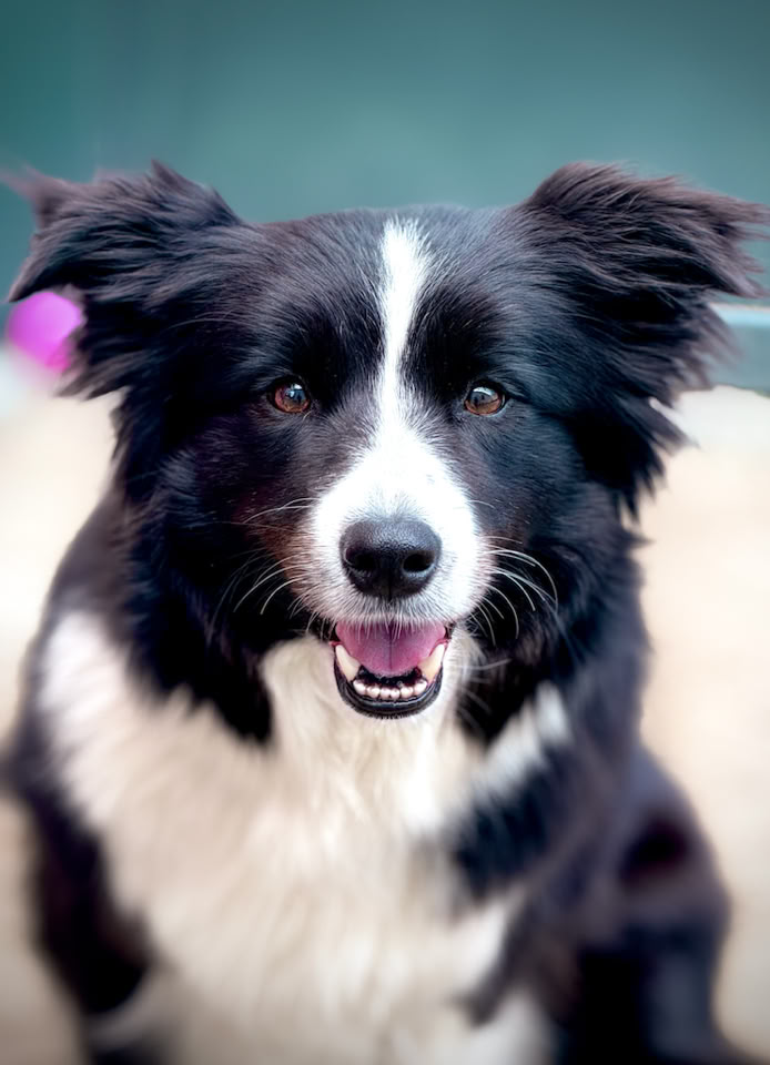 Schwarz-weißer Hund mit offenem Mund und aufmerksamen Augen, vor unscharfem Hintergrund.