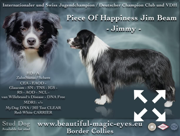 Bild eines Border Collies mit schwarzem und weißem Fell, daneben Text mit Informationen über den Hund.