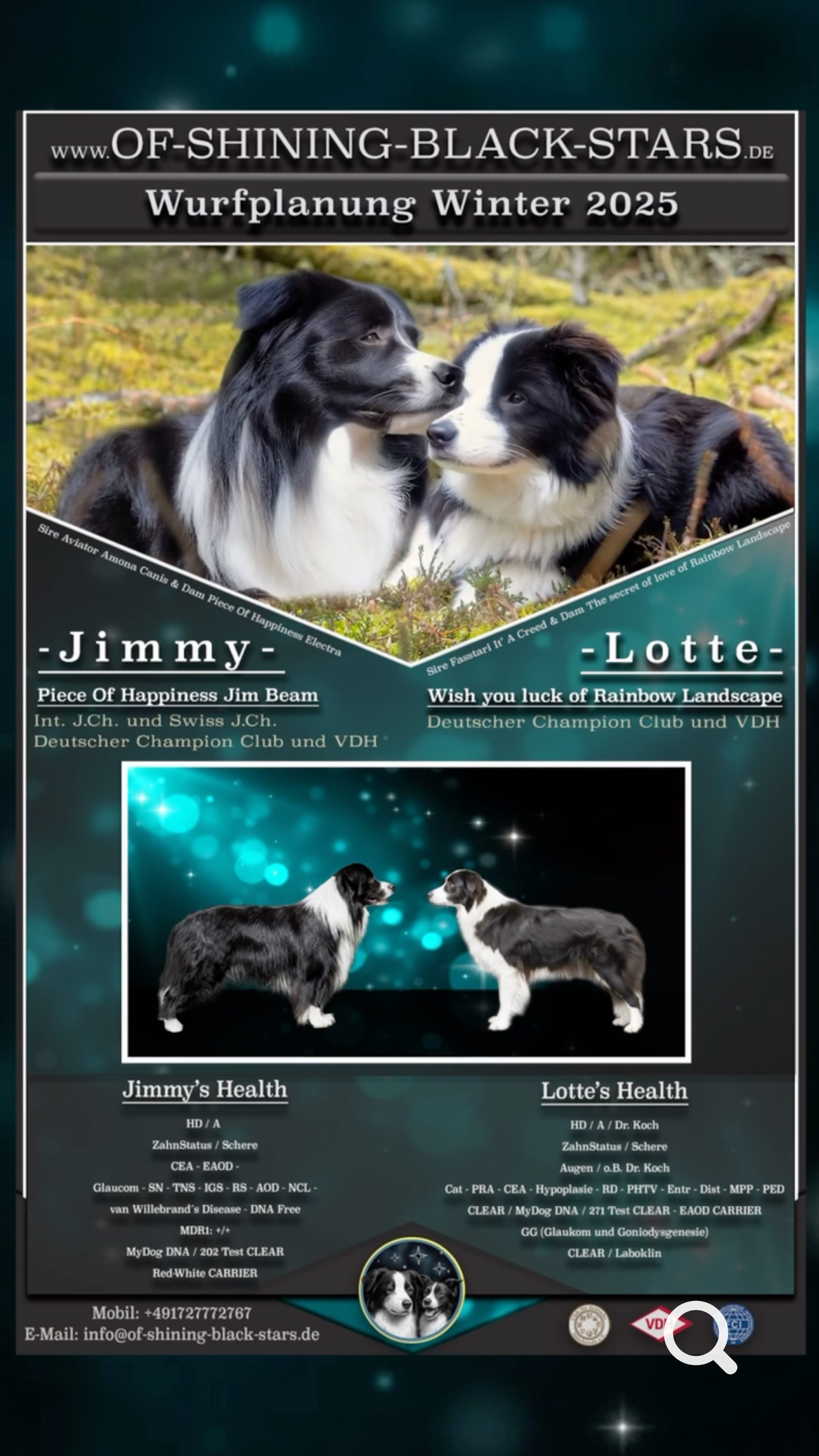 Ein Poster mit zwei Hunden oben, die sich anschauen, und zwei weiteren Hundebildern darunter. Text mit Informationen über die Hunde ist ebenfalls vorhanden.