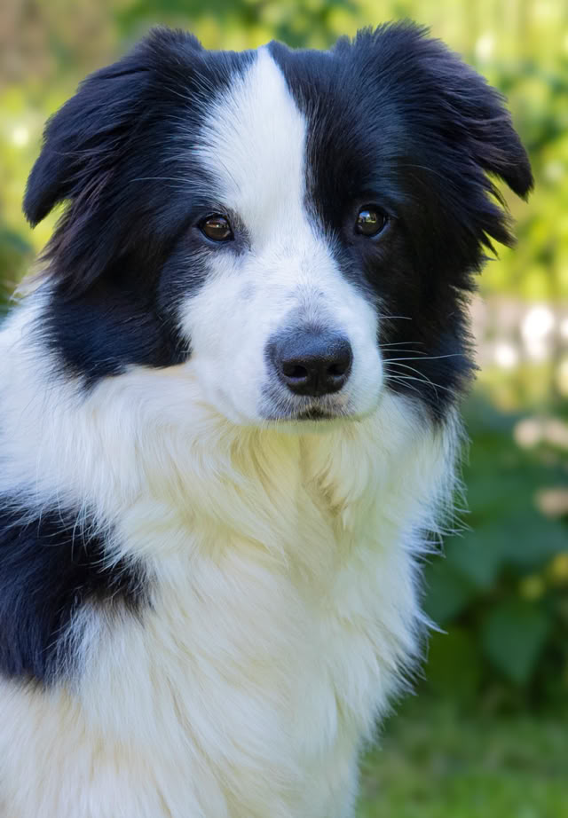 Schwarz-weißer Hund mit langem Fell steht im Freien vor unscharfem Hintergrund.