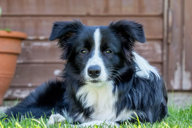 Schwarz-weißer Hund liegt auf dem Gras vor einem Holzzaun, neben einem Blumentopf.