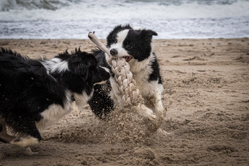  2 Boder Collies Showlinie am Strand von Vorupör