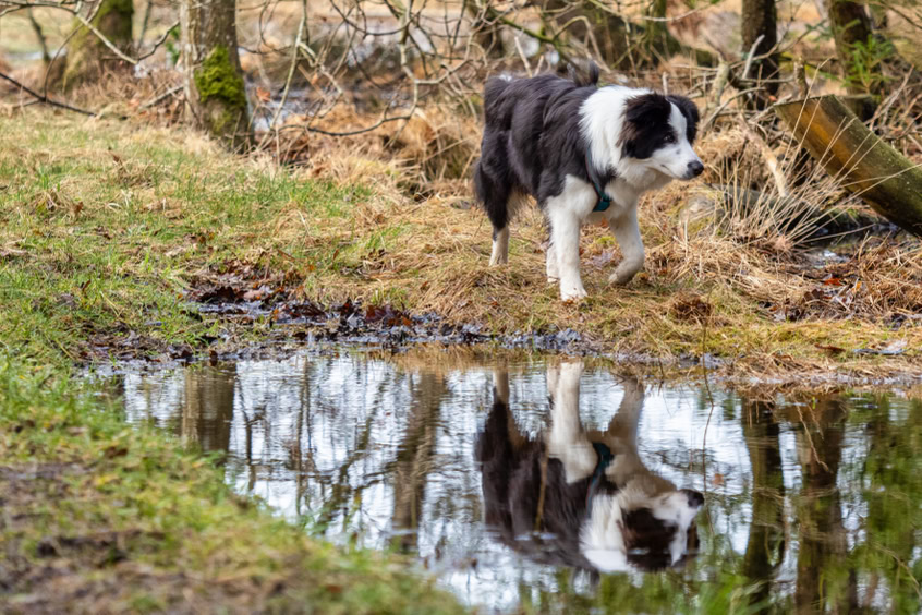 Boder Collies Showlinie im Hundewald Nationalpark Thy Dänemark spiegelung Wasser