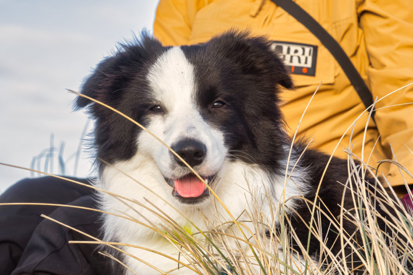 Boder Collies Showlinie in den Dünen Nationalpark Thy Dänemark