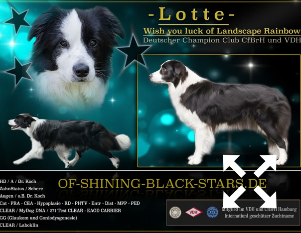 Collage mit drei Bildern eines schwarz-weißen Hundes vor einem türkisfarbenen Hintergrund mit Sternen und Text.