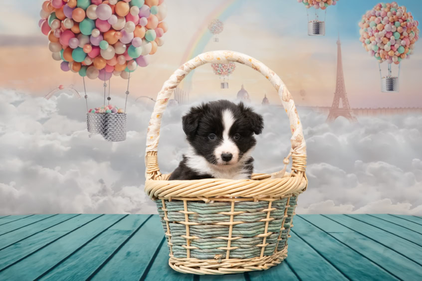 Boder Collies Welpe im Korb