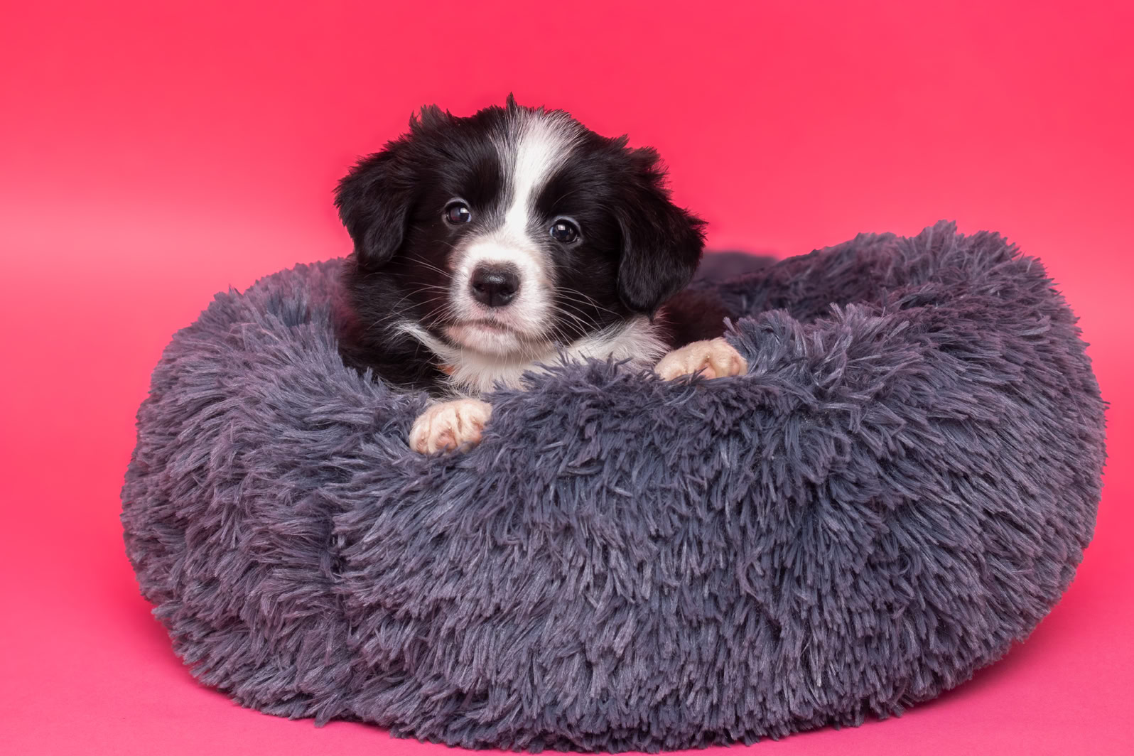 Ein schwarz-weißer Welpe liegt in einem flauschigen, grauen Hundebett vor einem pinken Hintergrund.