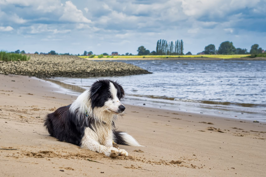 Boder Collie liegt am Strand Elbe bei Stove