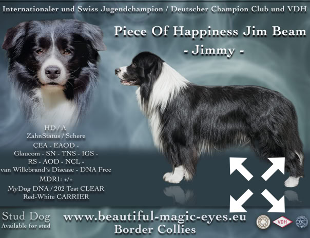 Bild eines Border Collies mit schwarzem und weißem Fell, daneben Text mit Informationen über den Hund.