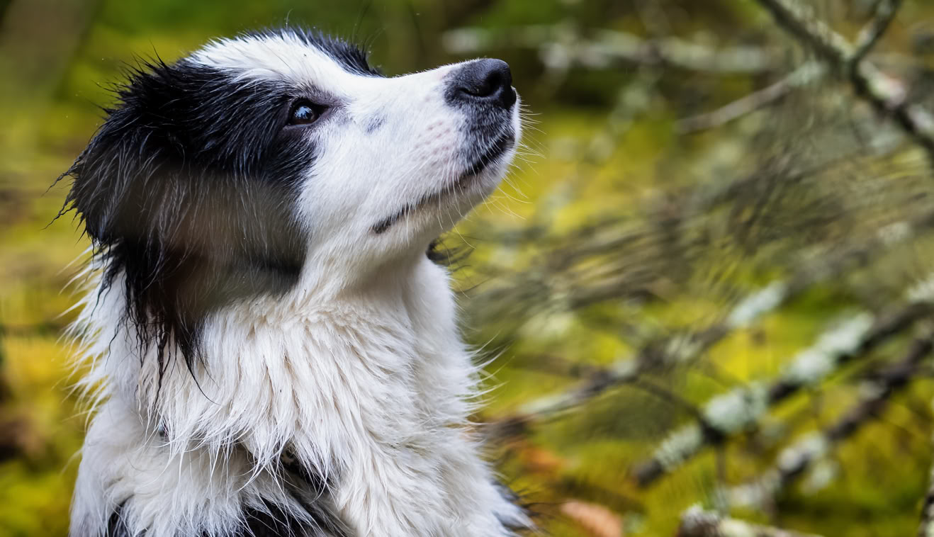 Ein schwarz-weißer Hund schaut nach oben, umgeben von grünem Moos und Ästen im Hintergrund.